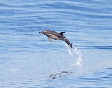 Common Dolphin, Delphinus delphis, Alan Prowse